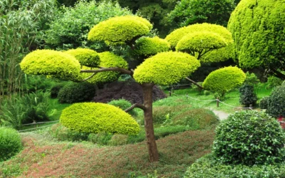 Taille d’arbres d’ornement à Thionville : techniques professionnelles pour booster la santé et l’esthétique de votre jardin